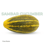 Organic Sambar Cucumber