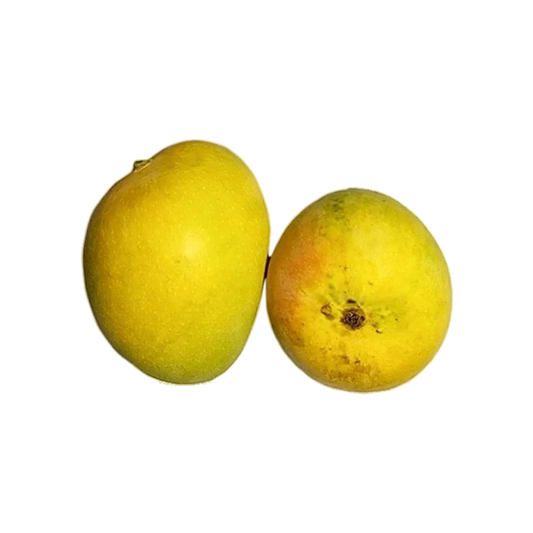 Organic Mango Alphonso (Semi-ripe & mildly sweet)