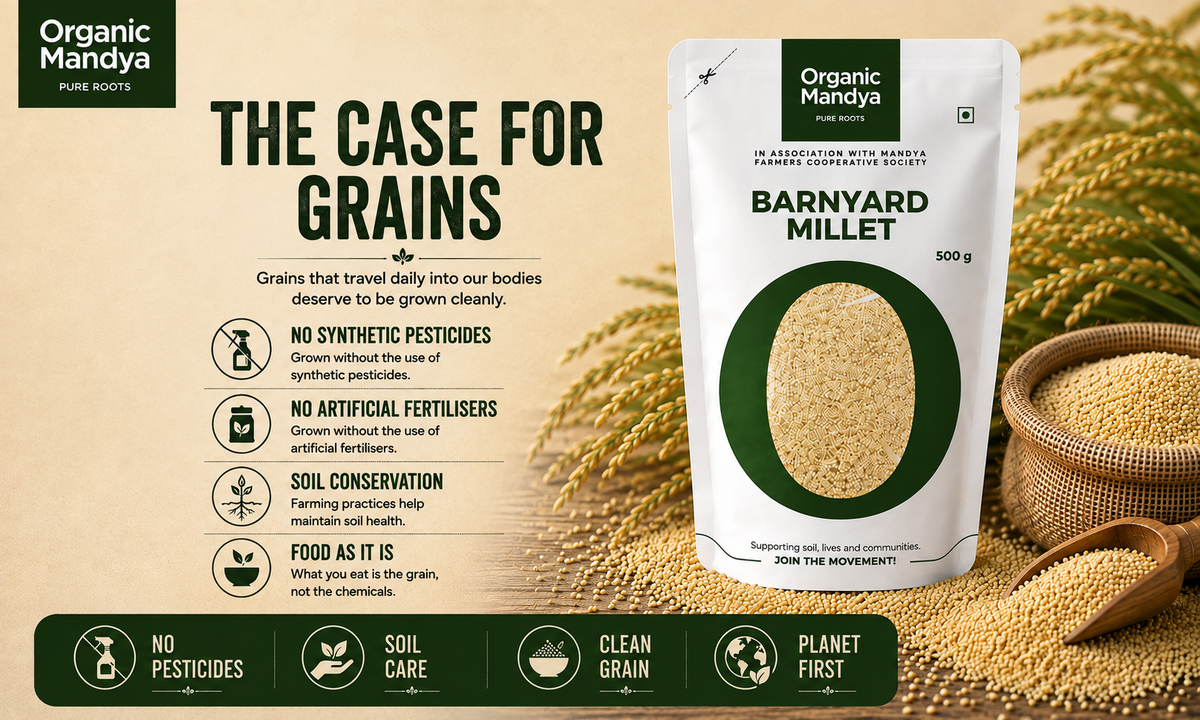 clean barnyard millet