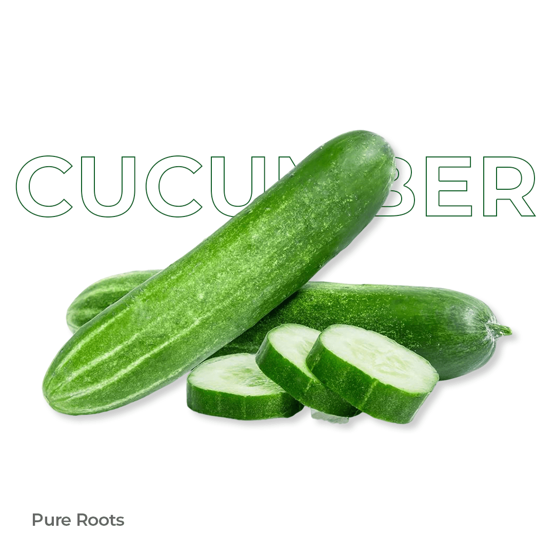 Organic Cucumber - Organic Mandya