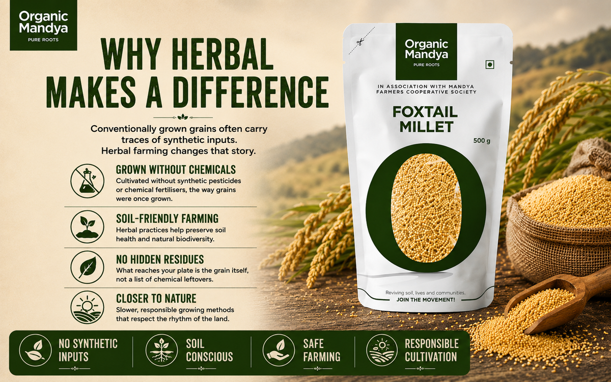 Foxtail Millet wholesome grain
