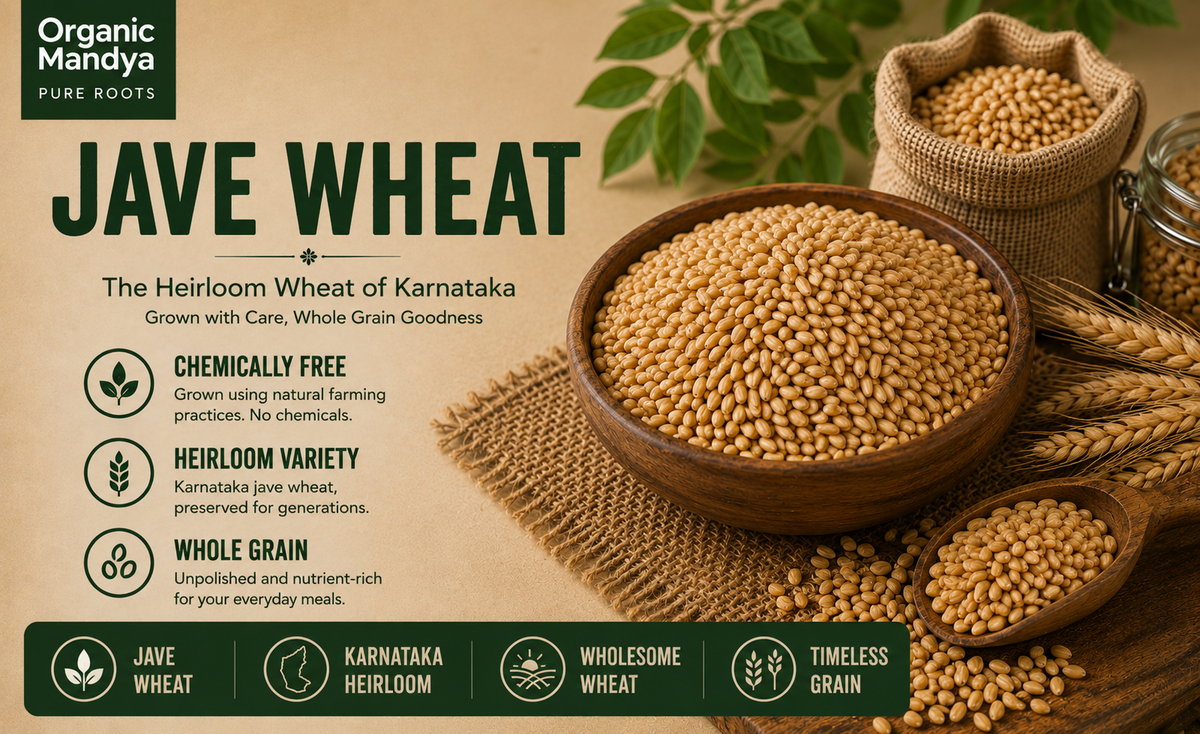Khapli wheat whole grain