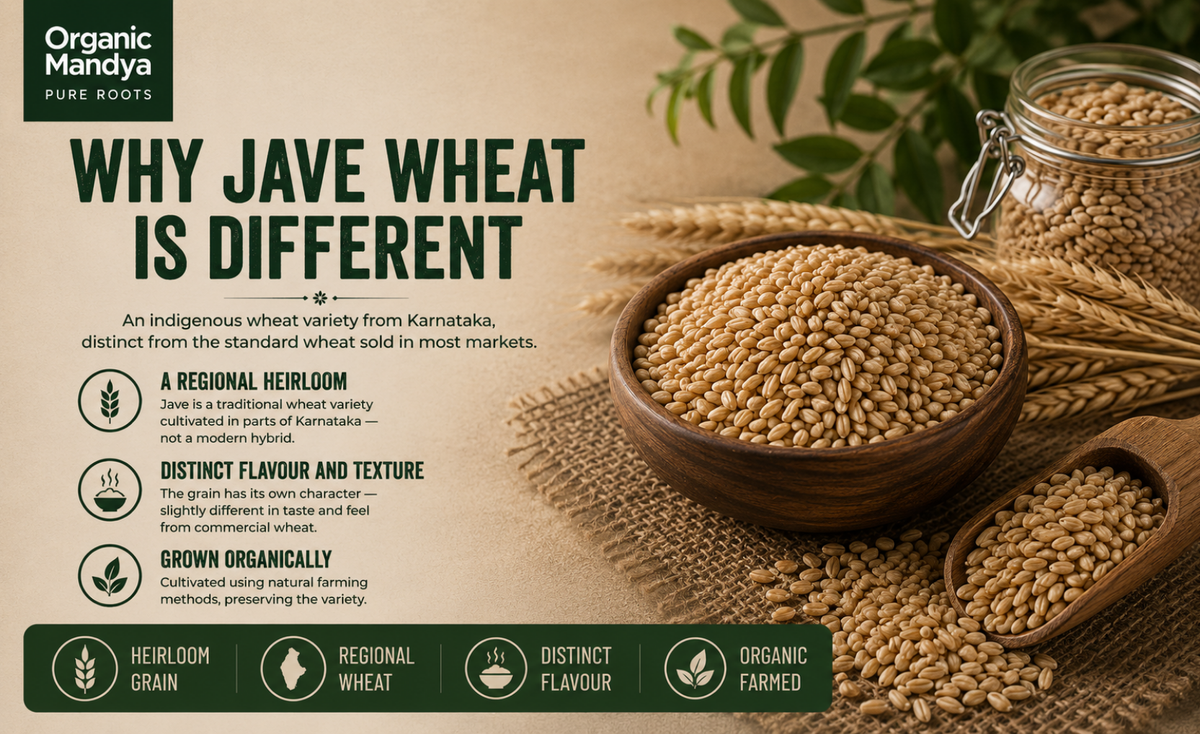 regional - jave - wheat