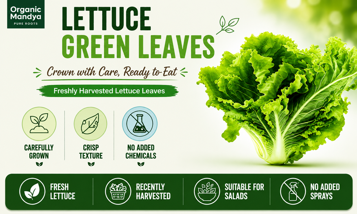 freshly lettuce