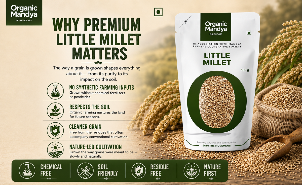 Quality Little Millet Grains