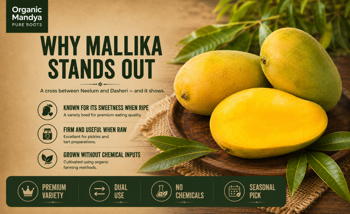 seasonal - mango - mallika - raw