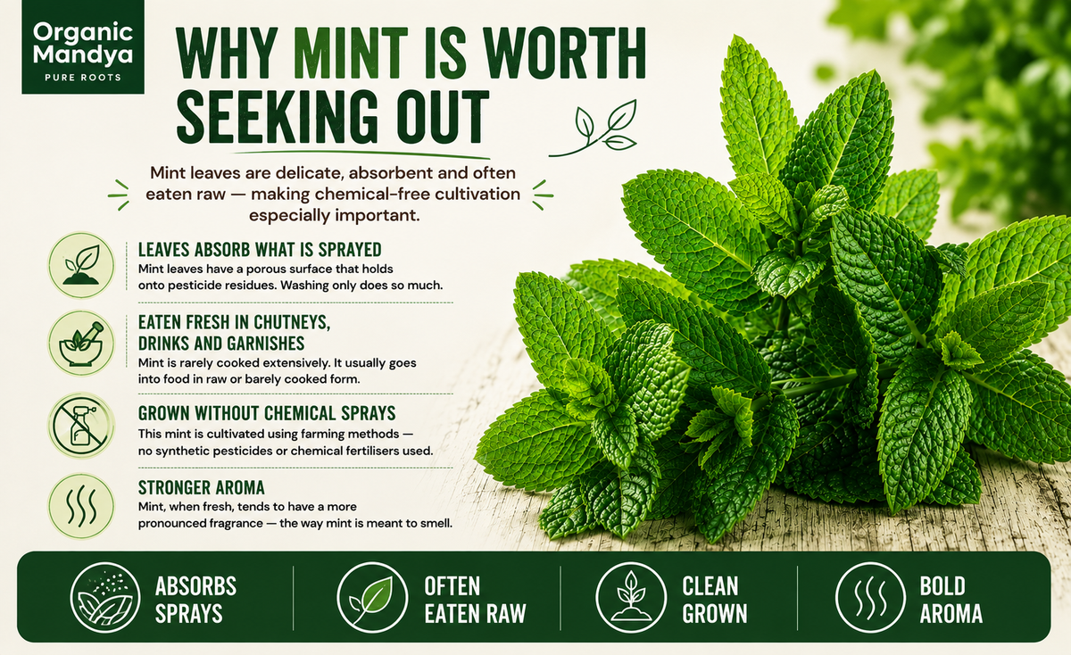 mint-leaves-closeup