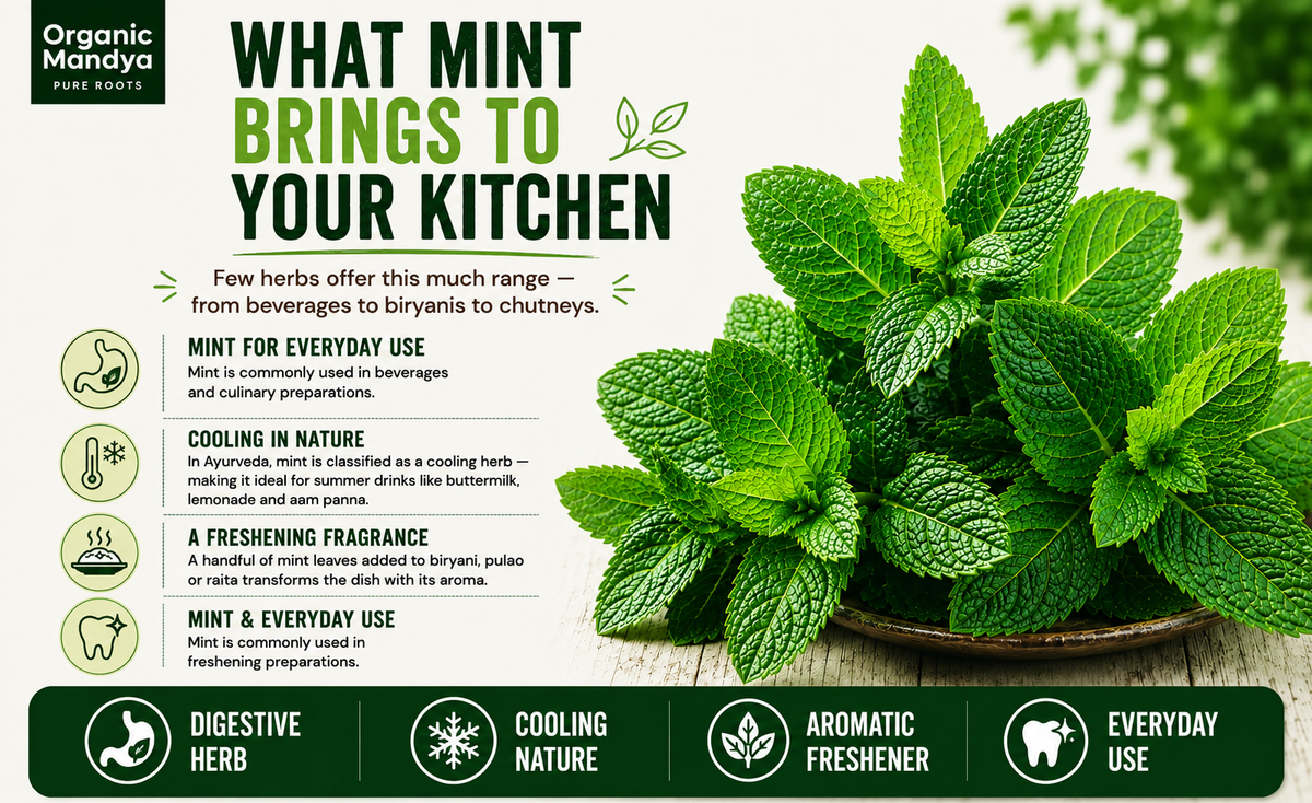 mint-herb-guide