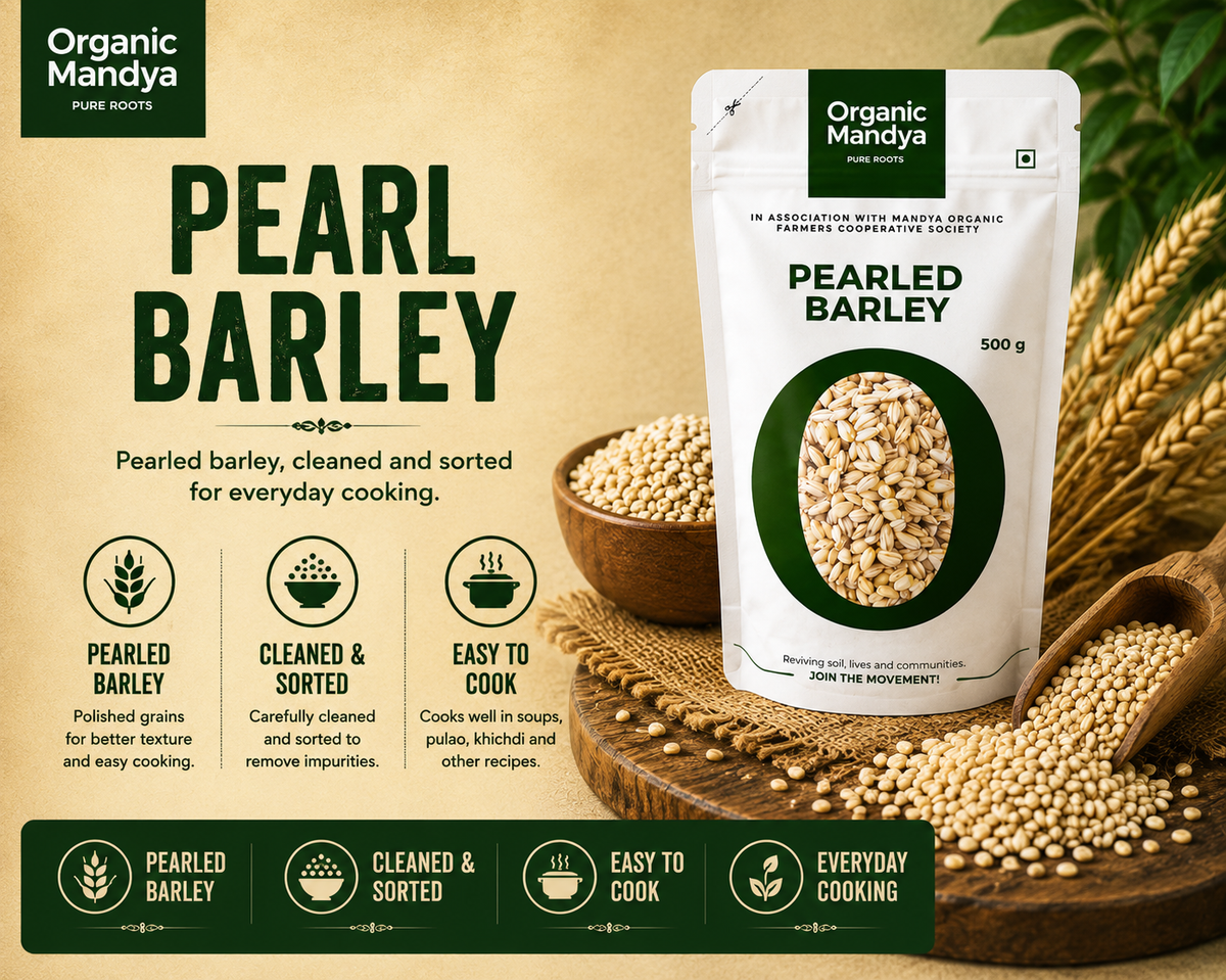 Organic Mandya pearled barley with cleaned and sorted barley grains for everyday cooking