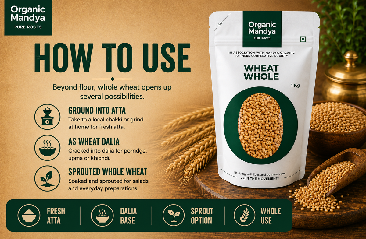 Organic Mandya whole wheat showing uses for fresh atta, daliya and sprouted wheat