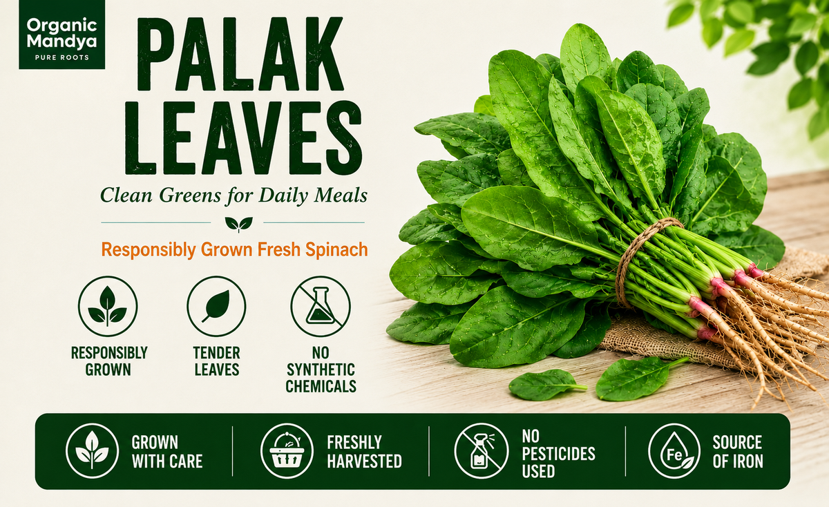 grown palak leaves