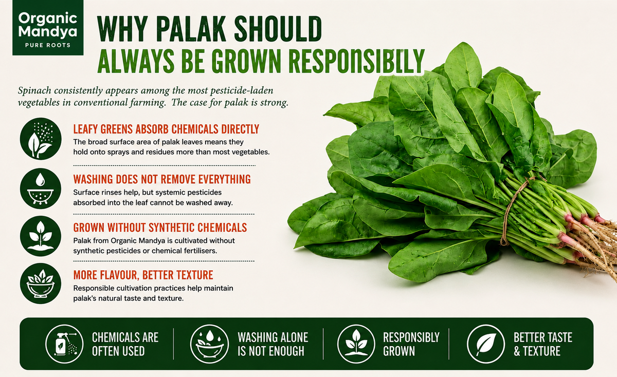 grown palak leaves