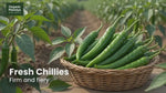 Green Chilli (Hari Mirch / Menasinakayi)