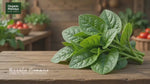 Balli Basale (Malabar Spinach)
