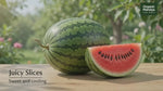 Watermelon Fruit | Organic Mandya