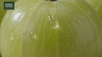 Fresh Amla (Indian Gooseberry / Nellikai)
