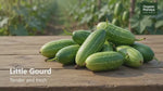 Ivy Gourd (Tondekayi) Fresh