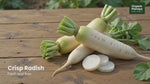 Fresh Radish (Mooli / Mullangi)