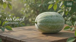 Organic Mandya Ash Gourd