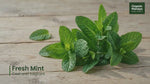 Mint Leaves (Pudina) Fresh