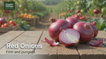 Onion (Eerulli) Fresh Red Onions