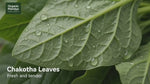 Organic Mandya Chakotha Leaves