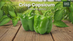 Capsicum (Donne Menasinakayi) Fresh Green Bell Pepper