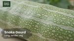 Snake Gourd (Padavalakayi) Fresh