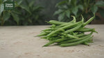 Organic Mandya Beans (Hurulikayi)