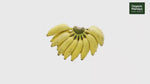 Yelakki Banana (Elakki Bale) | Organic Mandya