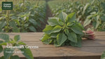 Harve Soppu Leaves (Amaranth Leaves) | Organic Mandya