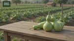 Organic Mandya Bottle Gourd (Lauki / Sorekayi)