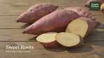 Sweet Potato (Genasu)