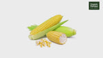 Sweet Corn Fresh, Farm-Picked
