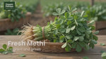 Methi Leaves (Menthya Soppu) Fresh Fenugreek