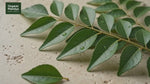 Organic Mandya Curry Leaves (Karibevu / Kadi Patta)