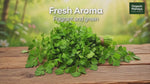 Fresh Coriander Leaves (Cilantro / Kothambari)