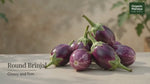 Brinjal (Badanekayi) Round, Grown Without Sprays