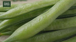 Organic Mandya Cluster Beans (Kothavarangai / Gorikayi)