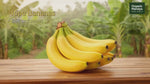 Banana Pachabale (Robusta Banana) | Organic Mandya