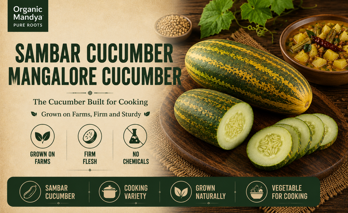 grown sambar cucumber
