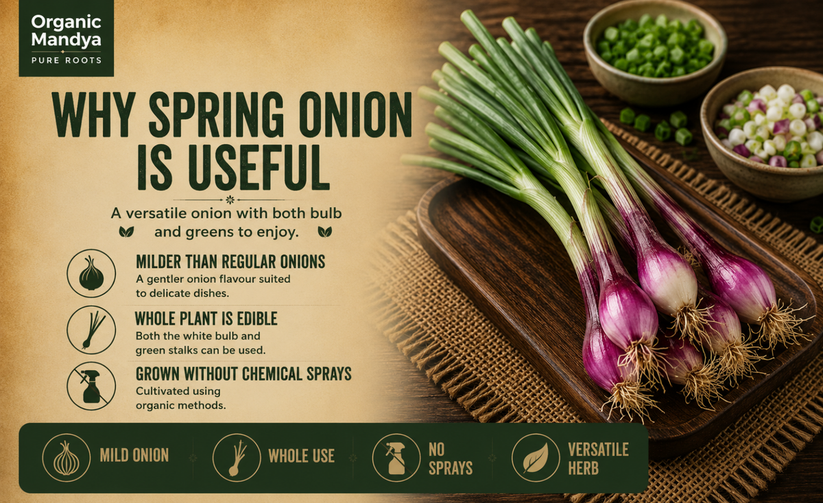 edible - spring - onion 