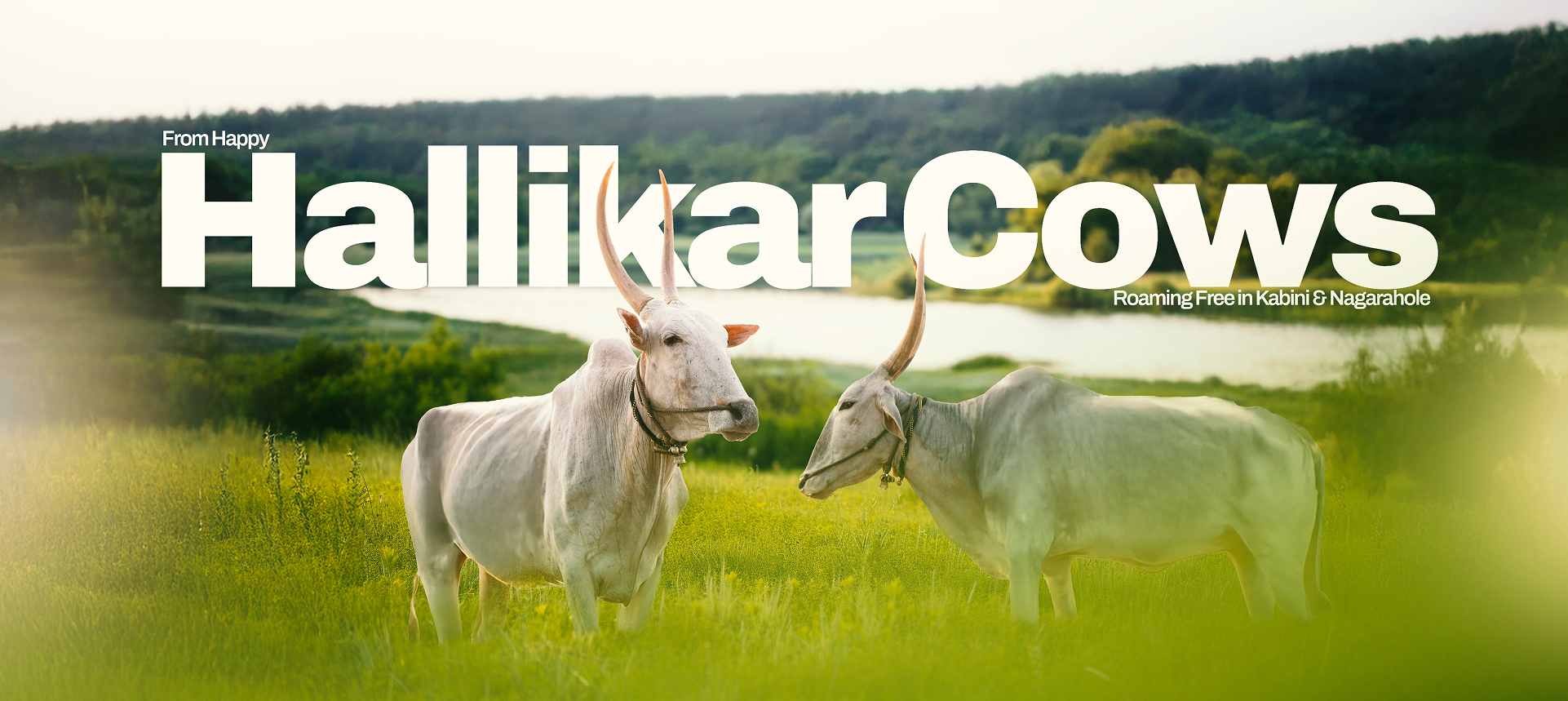 Hallikar Cows